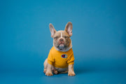 Pet harness and leash set